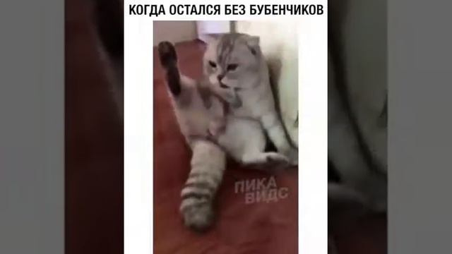 Кота кастрировали )) смотреть онлайн
