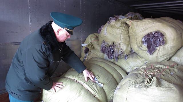 В Калининграде задержали овчину смотреть онлайн