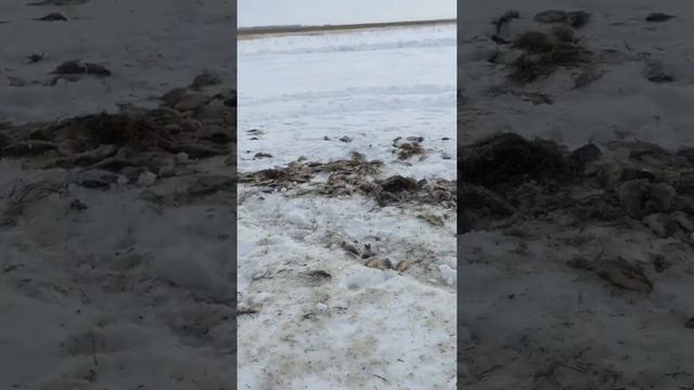 Зимняя рыбалка неводом (часть1) смотреть онлайн