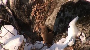 Сибирский колонок - маленький шустрый хищник