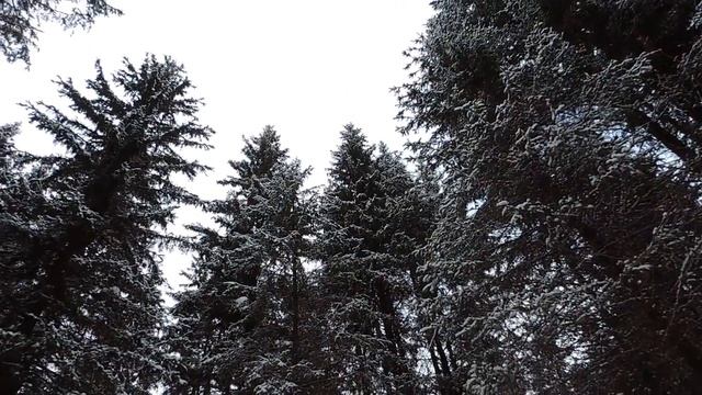 Таинственный лес Ф Шопен Автор фильма Ф Гимаева смотреть онлайн