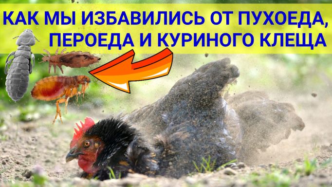 Как мы избавились в курятнике от ПУХОЕДА, ПЕРОЕДА, ВШЕЙ и КУРИНОГО КЛЕЩА