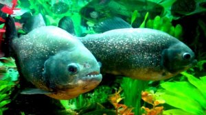 Как охотятся пираньи?