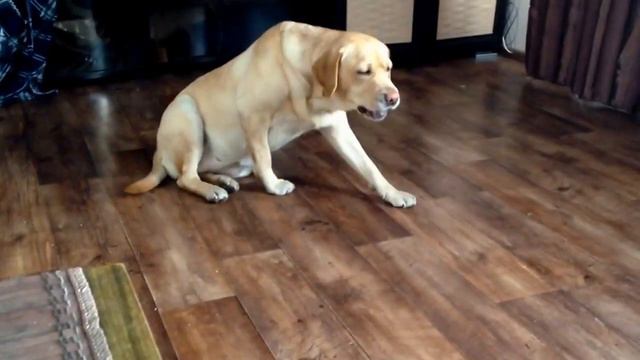 #dog моя собака #лабрадор #Labrador смотреть онлайн