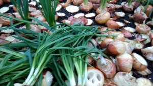 Лук на перо.Выход пера с одного кв.м. Крупный или мелкий?