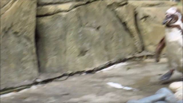 Пингвины вышли на улицу, но плавать не хотят 22.08.2022 смотреть онлайн