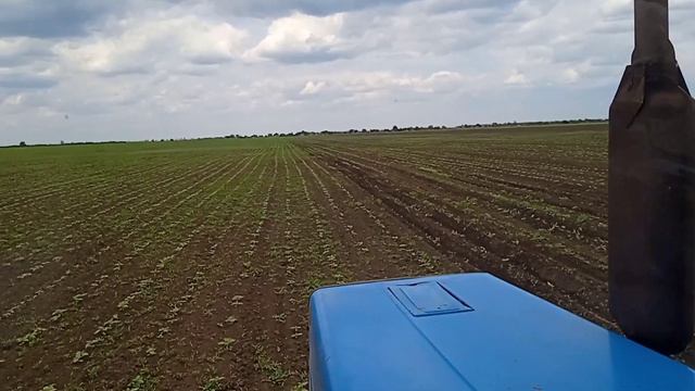 Междурядная культивация подсолнечника на Херсонщине. смотреть онлайн