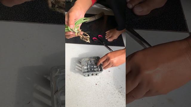 Proses Repotting Seedling Anggrek Vanda смотреть онлайн