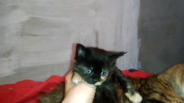 Мейн кун темного черепахового окраса. Maine Coon dark tortoise color смотреть онлайн