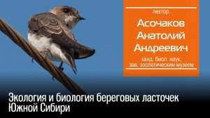 Асочаков А. А. Экология и биология береговых ласточек Южной Сибири