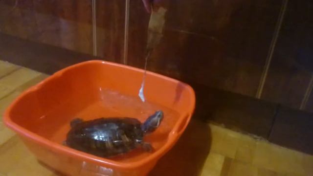 Красноухая Черепаха хочет кушать!