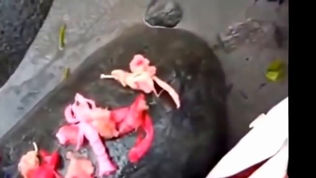 Необычные Находки в Рыбе смотреть онлайн