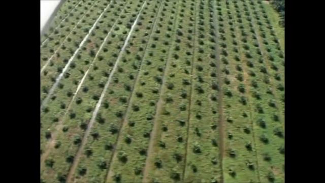 100- летие United Plantaitions Berhad смотреть онлайн