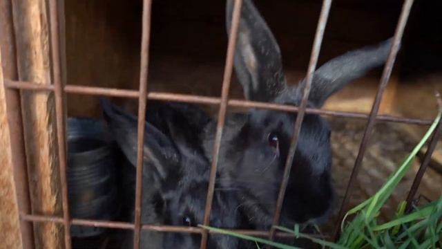 Гортензии осенью. Приятная и полезная находка, куст шиповника. смотреть онлайн