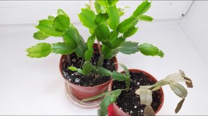 Размножение декабриста (шлюмбергеры, зигокактуса) черенками