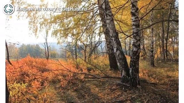 Охота в Рязанской области – Рязанское ОООиР Скопинское районное отделение охота на лося смотреть онлайн