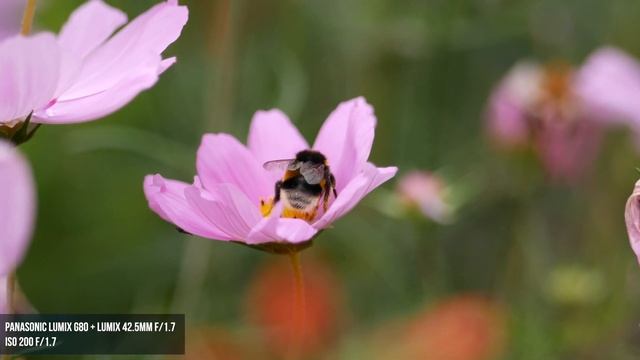 Panasonic Lumix G80 / G85 in 2023 - STILL the best bang for the buck. смотреть онлайн