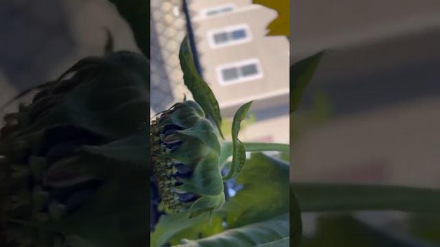 Sunflowers and other plants, making a last ditch effort to reproduce more #viral #sunflower #garden смотреть онлайн