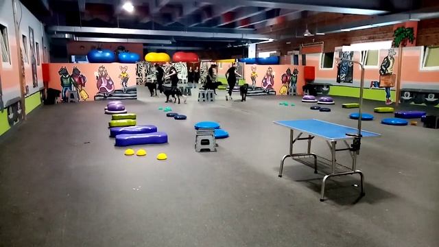 подготовка к выставке малыш 7 месяцев, Шитцу, наш Степан смотреть онлайн