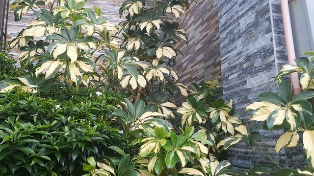 Variegated Umbrella Plant / Schefflera Arboricola / Plantito/ Plantita