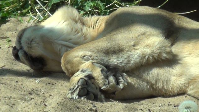 Таллинский зоопарк. Львица на отдыхе смотреть онлайн