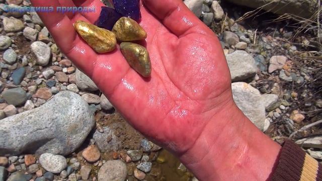 Сразу несколько самородков держу в руке