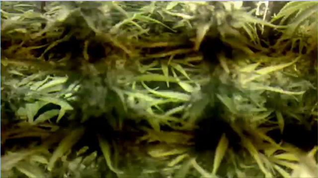 Monster Buds - SWCS - Pink-Hash FLOWER Weeks 1-8 смотреть онлайн
