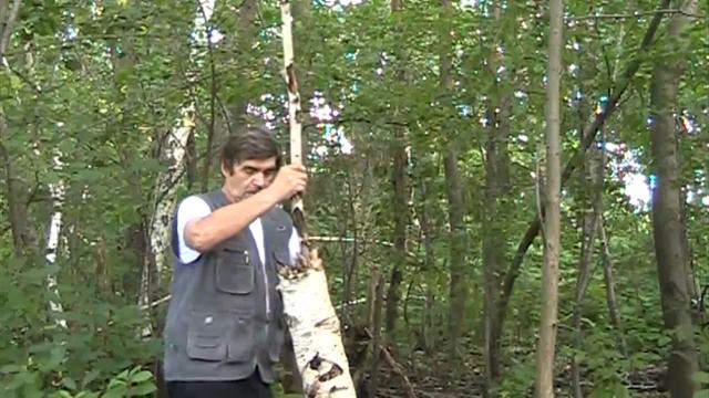 Русские берёзки смотреть онлайн
