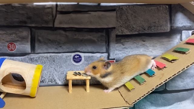 Hamster Fluffy New Adventures - Searching for the Swimming Pool! смотреть онлайн