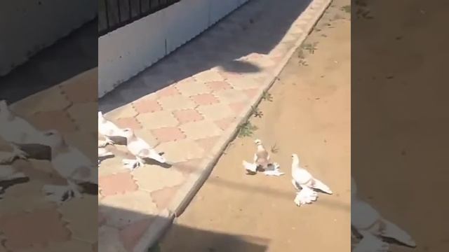 голуби Евгения Петропавловск Северный Казахстан смотреть онлайн