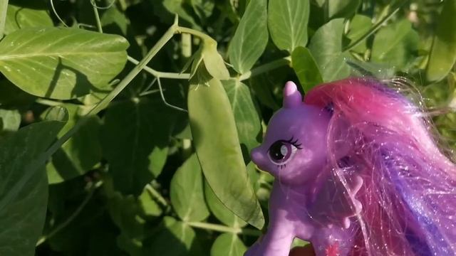 Собираем урожай с пони смотреть онлайн