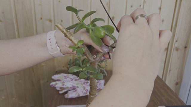 №85. Крассула не держит ветки и вываливается из горшка. Причины и как это исправить. смотреть онлайн