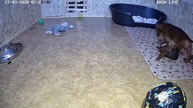 Питомник Я Такса 🔴DAY 41.Щенки таксы онлайн 🔴 Dachshund Puppies Online