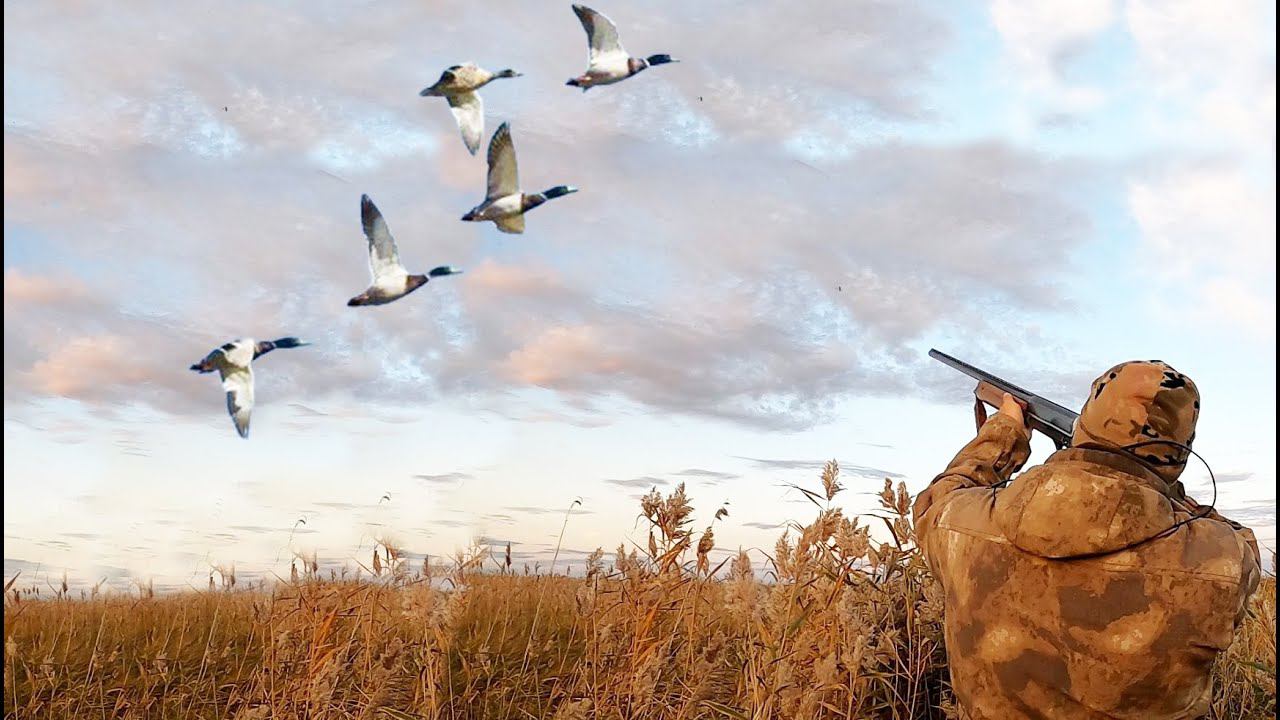 ОХОТА НА УТКУ ВЕСНА 2024г. ЧУМОВОЕ ЗАКРЫТИЕ СЕЗОНА!!! С полем! смотреть онлайн