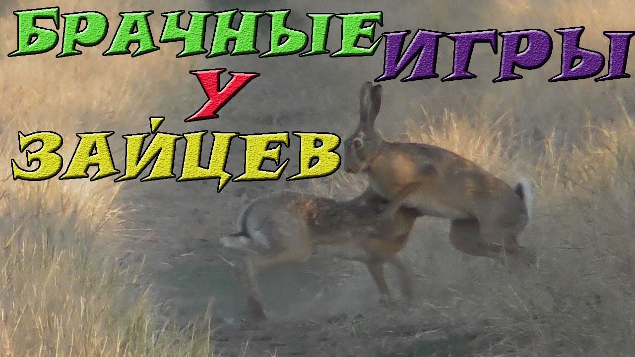 Брачные игры у зайцев смотреть онлайн