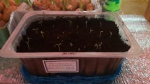 Взошла черника форте.(Санберри)