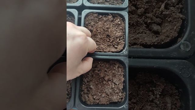 всходы на 14.03./весна приди! смотреть онлайн