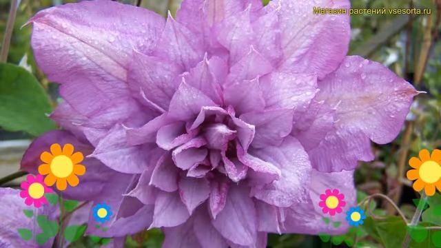 Клематис гибридный Протеус. Краткий обзор, описание характеристик Clematis Proteus