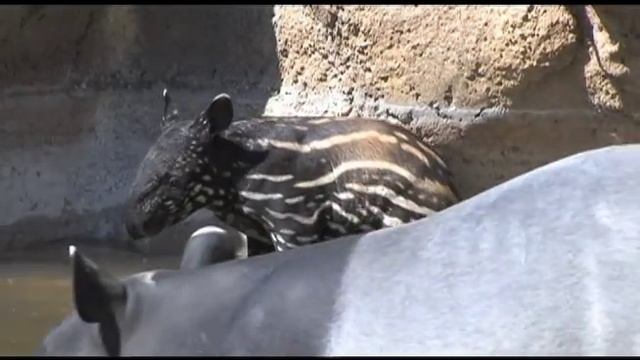 Denver Zoo Malayan tapir Baku explores yard смотреть онлайн