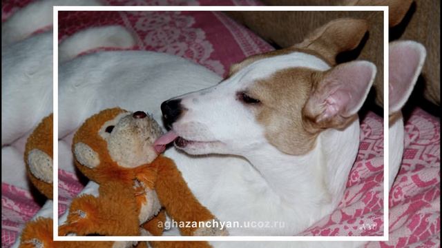 джек -рассел терьер смотреть онлайн