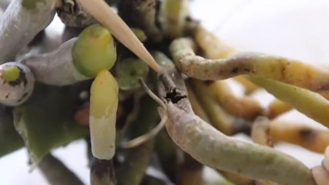 *Phalaenopsis* Не спешите обрезать корни орхидеи смотреть онлайн