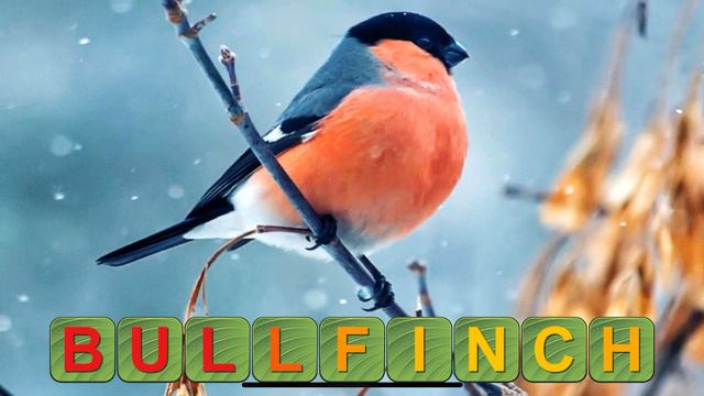 Learn to read and save the animals 14 на английском! смотреть онлайн