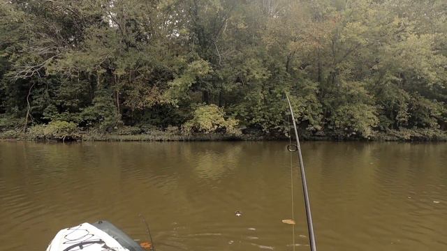 KY Trophy Flathead Catfish in a kayak-First flathead ever & on light gear смотреть онлайн