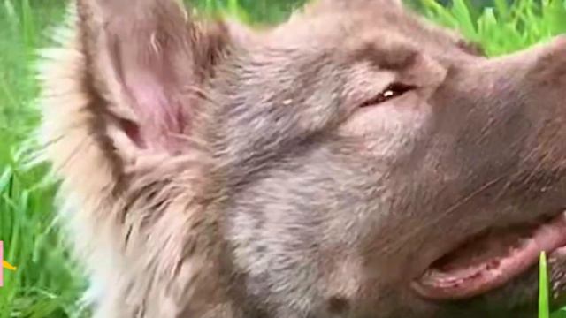 American Alsatian - Dire Wolf - TOP 10 Interesting Facts смотреть онлайн