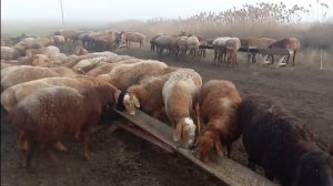 Откорм баранов на мясо