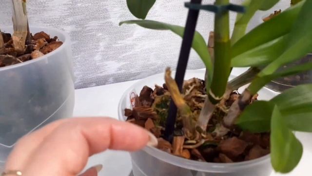 Мои дендрофаленопсисы! Полив азиатских дендров. смотреть онлайн