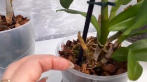 Мои дендрофаленопсисы! Полив азиатских дендров.