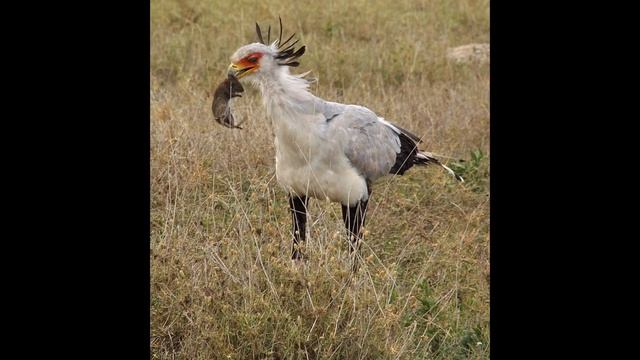 Удивительные соседи. Птица-секретарь смотреть онлайн