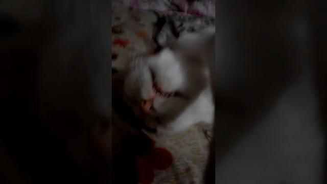 Котэ ленивый соня смотреть онлайн
