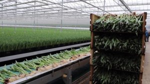 КАК ВЫРАЩИВАЮТСЯ ТЮЛЬПАНЫ в голландских теплицах